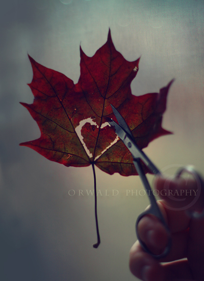 Фото Рука вырезает сердце ножницами на осеннем кленовом листе, фотограф orwald