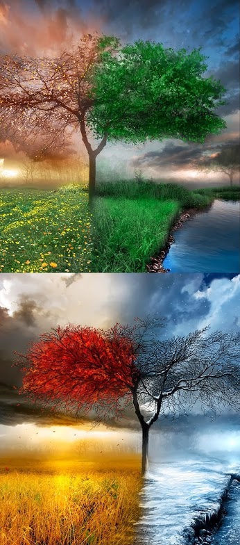Фото Дерево во все времена года (the four seasons)