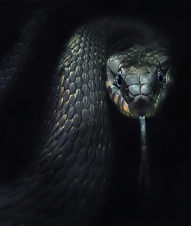 Определить по фотографии змею