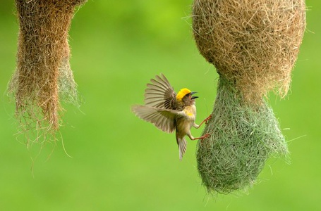 Фото Длиннохвостый бархатный ткач / Euplectes progne, летит на желтом фоне