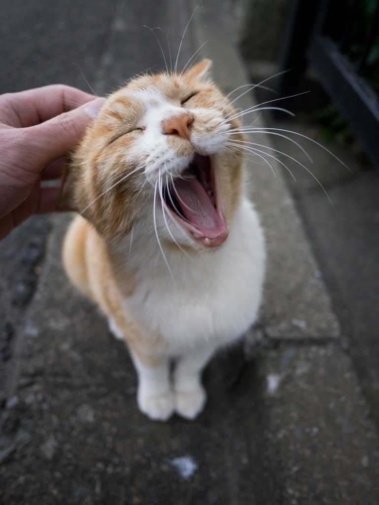 Фото Рыжего кота гладят по голове, а он зевает