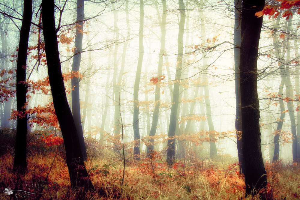 Фото Осенний лес в тумане, фотограф Ildiko Neer