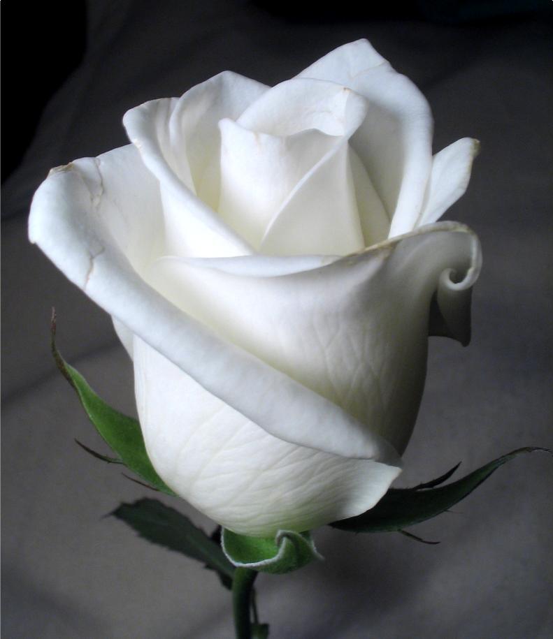 Фото Бутон белой розы