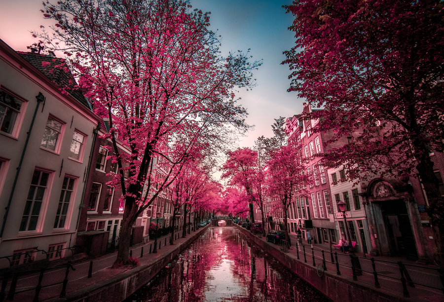Фото Улица Амстердама, Нидерланды / Amsterdam, Nederland, посреди которой находится канал, по бокам его растут деревья