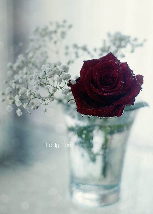 Фото Бардовая роза и гипсофила в стакане с водой, фотограф Lady Tori ...