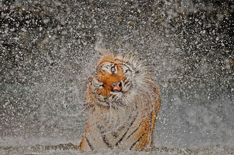 Фото Тигр стряхивает с себя воду, фотограф Ashley Vincent / Эшли Винсент