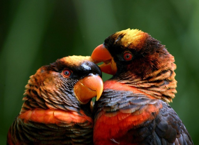 Фото Попугай породы белоспинный лори клювом чистит перья другому попугаю