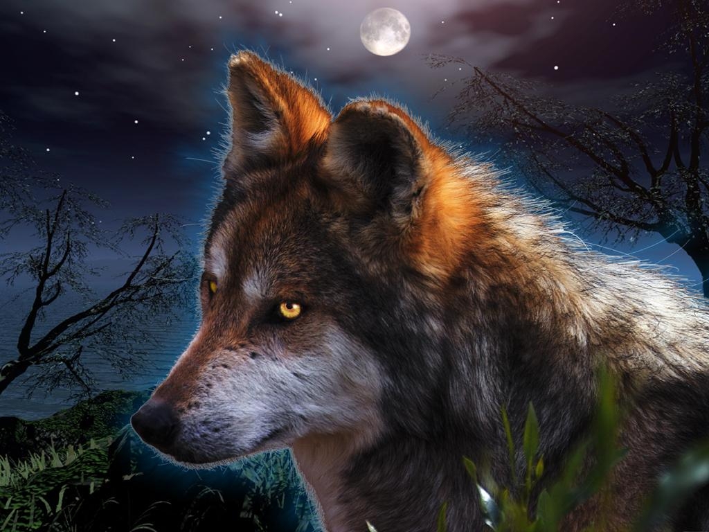 Фото Волк на фоне ночного неба, в котором светит полная луна