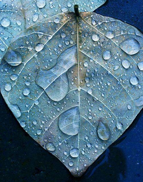 Фото Осенний лист в каплях воды