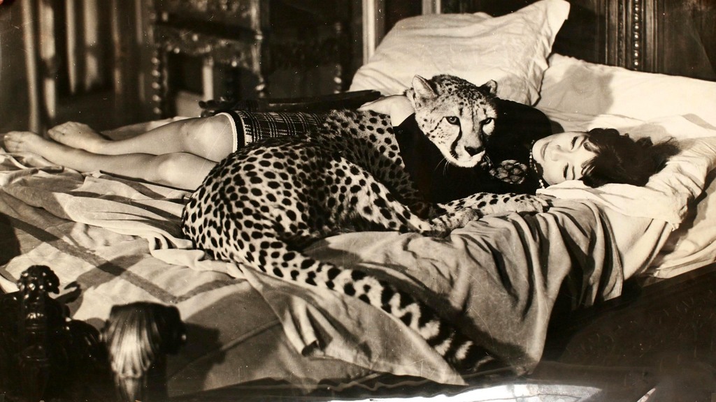 Фото Леопард охраняет сон спящей девушки