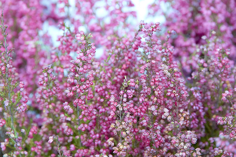 Розовые луговые цветы фото