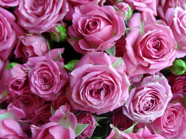 Фото Множество розовых роз