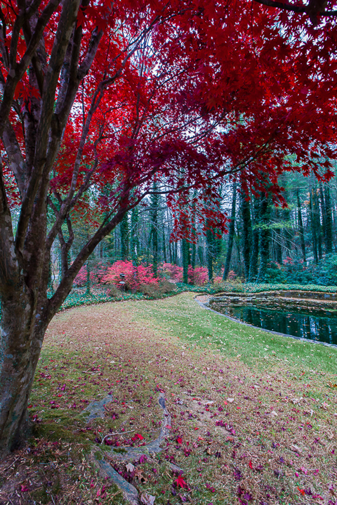 Фото На переднем плане дерево с красной листвой и небольшой пруд в парке