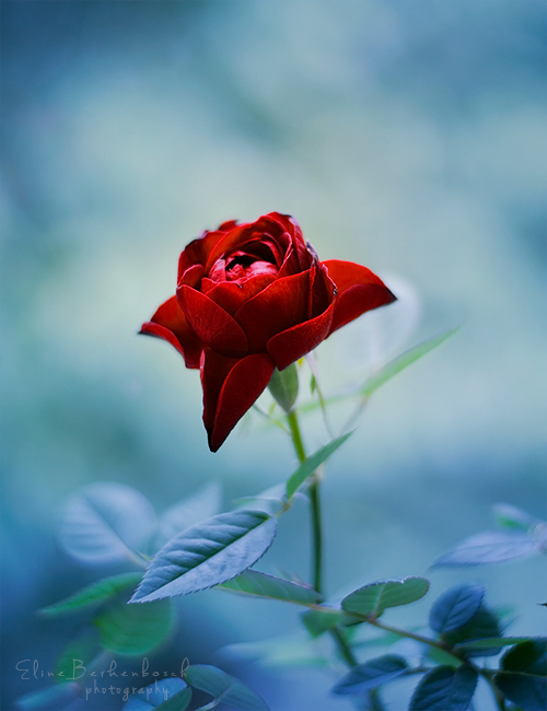 Фото Красная роза на голубом фоне, фотограф Eline Berkenbosch