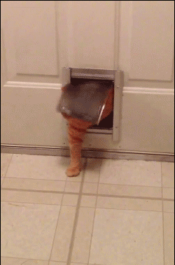 Фото Толстый рыжий кот еле пролазит в отверстие в двери