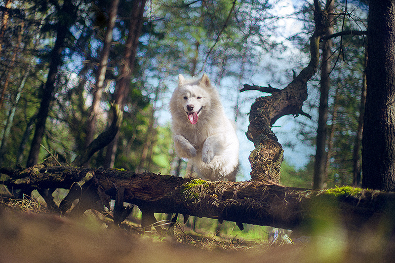 Фото Белая лайка, прыгающая через дерево, фотограф Кати