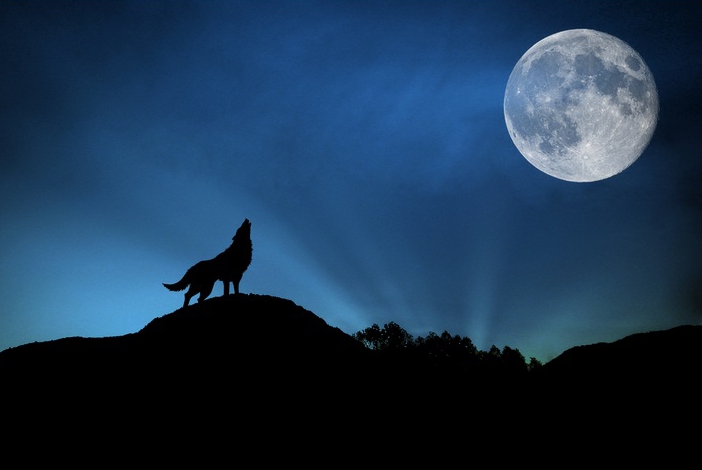 Фото Воющий на луну волк