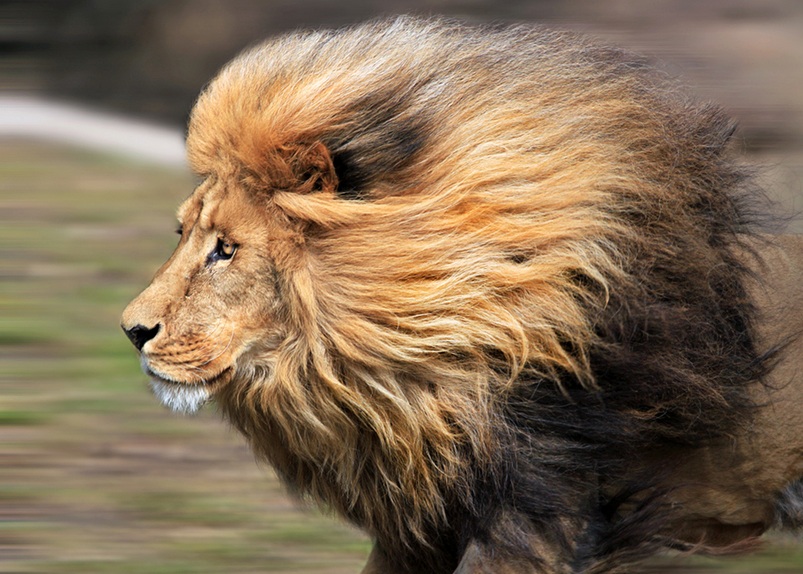 Фото Бегущий лев, с развивающейся гривой
