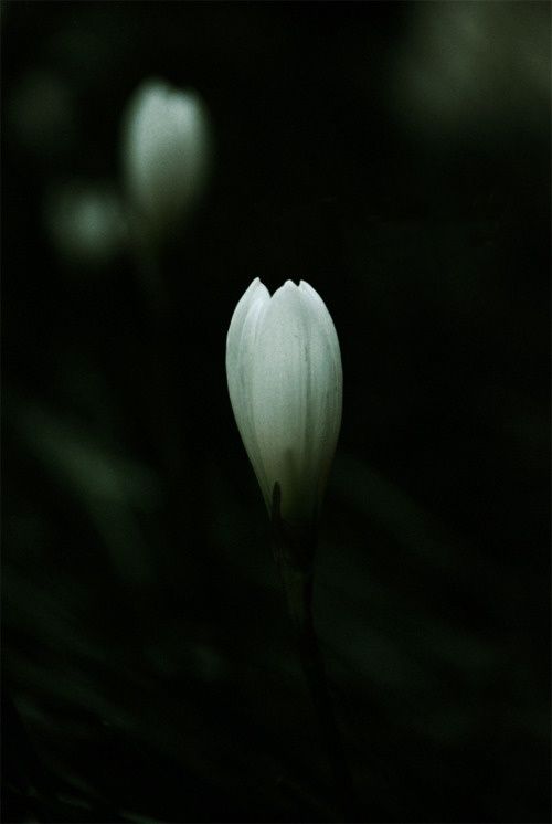 Фото Белые цветы на темно-зеленом фоне