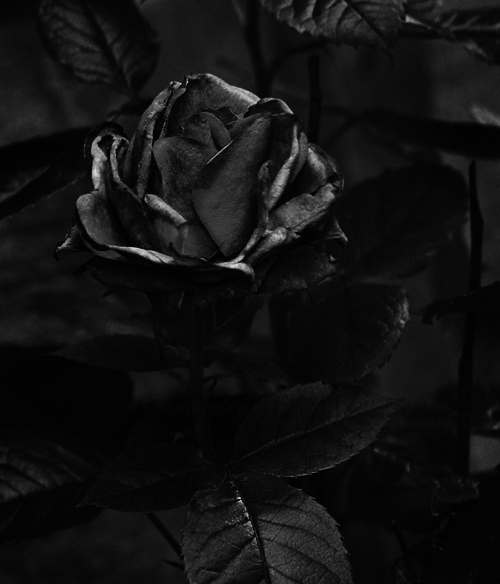 Фото Черная роза на темном фоне