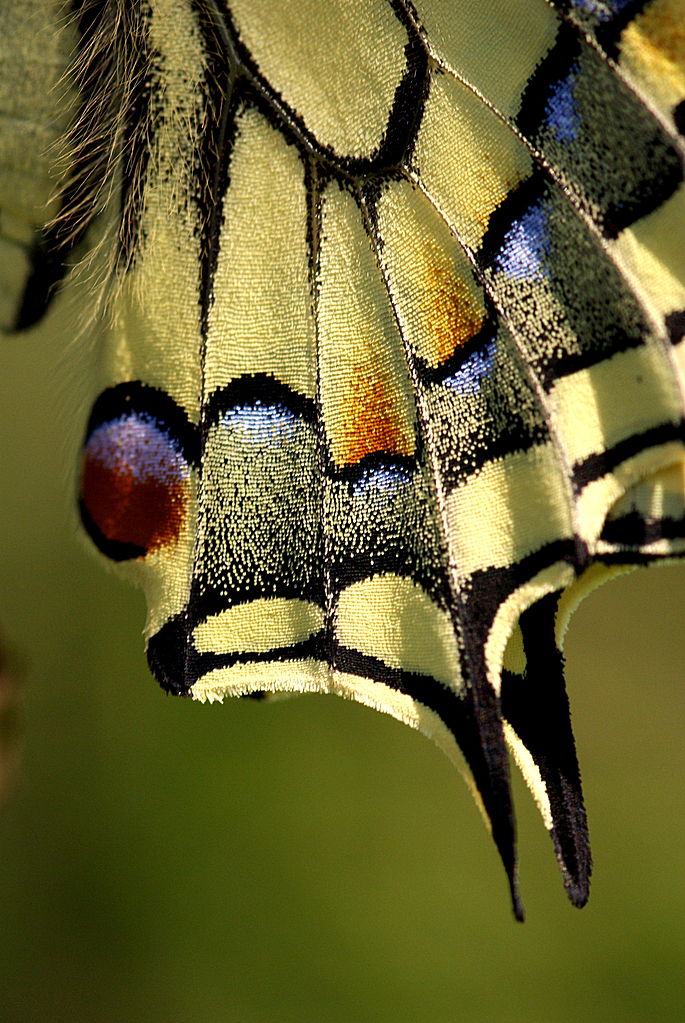 Крылья бабочки образец