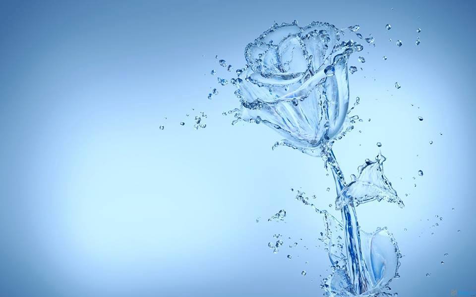 Фото Роза из воды на голубом фоне