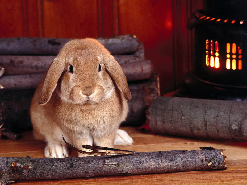 Фото Вислоухий кролик сидит на полу рядом с дровами
