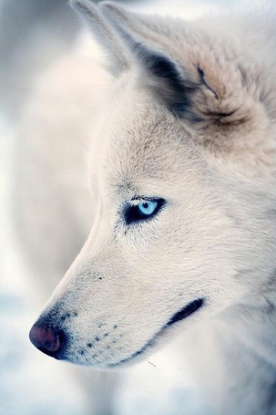 Волк с голубыми глазами - 90 фото