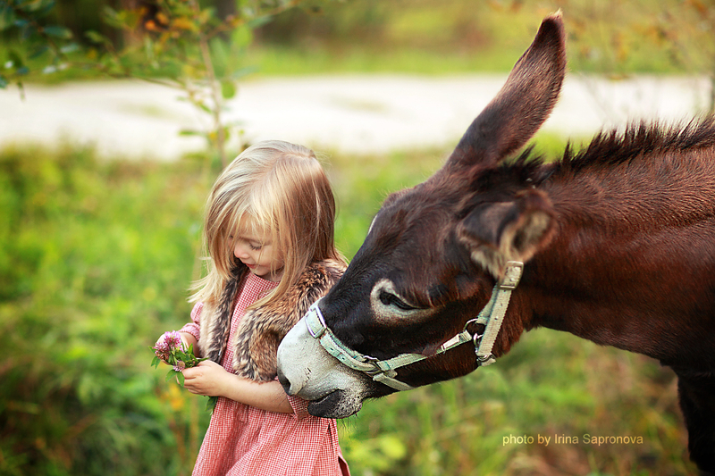 Фото Маленькая девочка с цветами в руках рядом с осликом, фотограф Сапронова Ирина