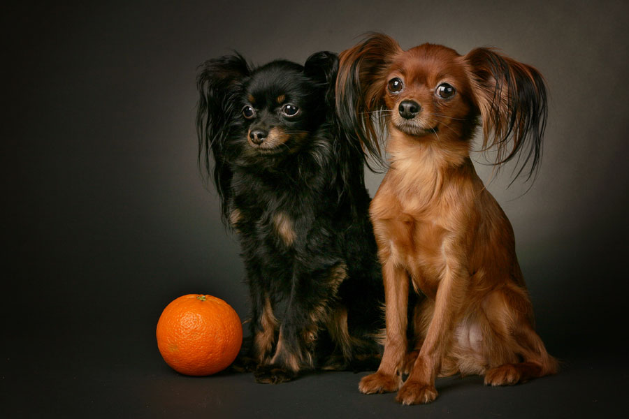 Фото Черная и коричневая собаки породы русский длинношерстный той-терьер,  сидят рядом с апельсином, фотограф Eduard Peter