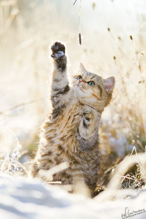 Фото Котенок играется в снегу, фотограф Sandra Schurmans