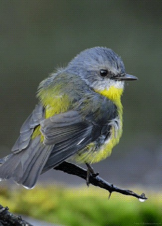 Городская птичка с желтым клювом фото