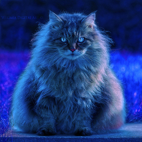 Фиолетовые Кошки Фото