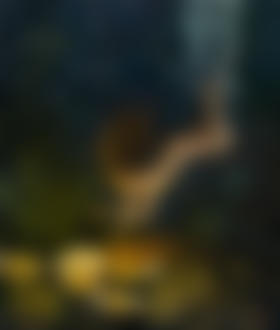 Фото Обнаженная девушка-ныряльщица за жемчугом, находящаяся под водой среди множества воздушных пузырьков и красивых морских растений и рыб, приближается к раскрытой раковине со сверкающей в ней жемчужиной, автор DUONG QUOC DINH