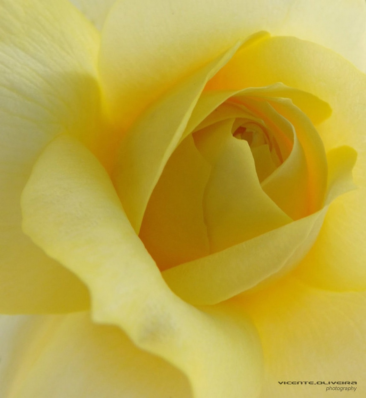 Бледный желто розовый. Желтые розы. Крупные желтые розы. Нежные желтые розы.