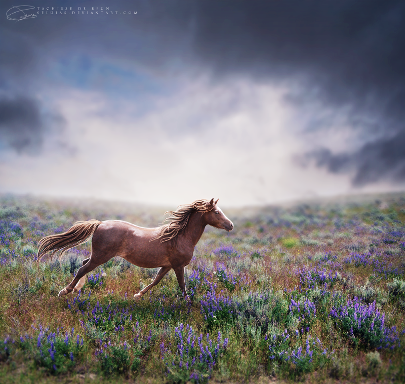 Фото Гнедая лошадь бежит в поле цветов на фоне пасмурного неба, автор Seluias