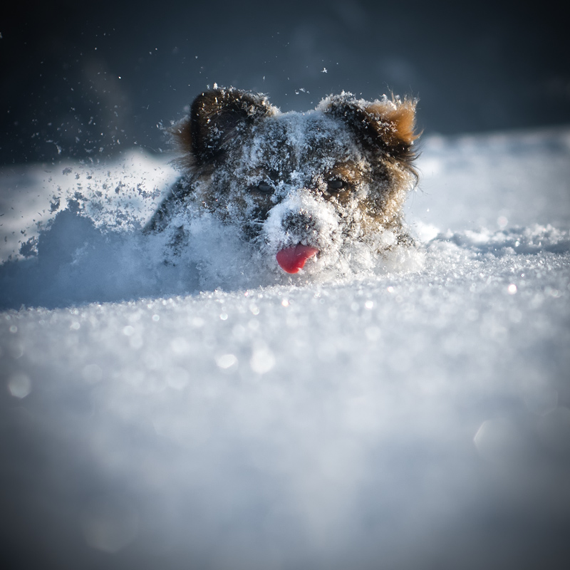 Фото Собака, с запорошенной снегом мордой, с высунутым от усердия языком, с трудом пробирается по глубокому снегу