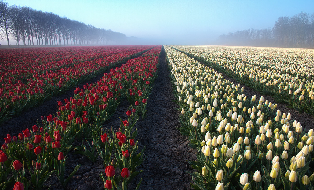 Где находится тюльпановое поле. Поле тюльпанов. Поле белых тюльпанов. Поле красных тюльпанов. Голландские тюльпаны.