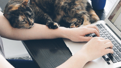 Фото Кошка водит лапой по руке девушки, которая печатает на ноутбуке