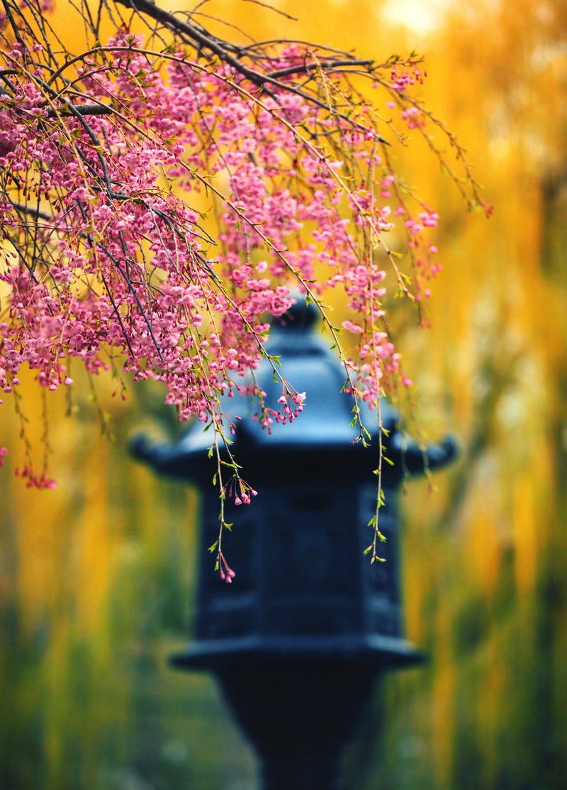 Фото Фонарь под цветущей сакурой