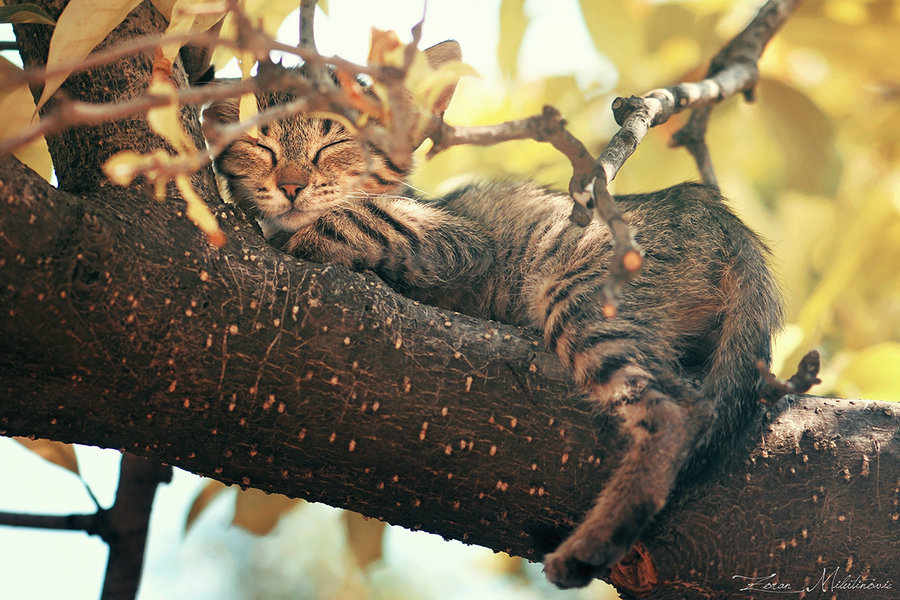 Фото Котенок спит на ветке дерева, фотограф Zoran Milutinovic