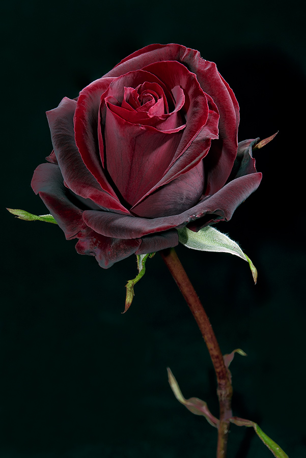 Коричневая роза на черном фоне