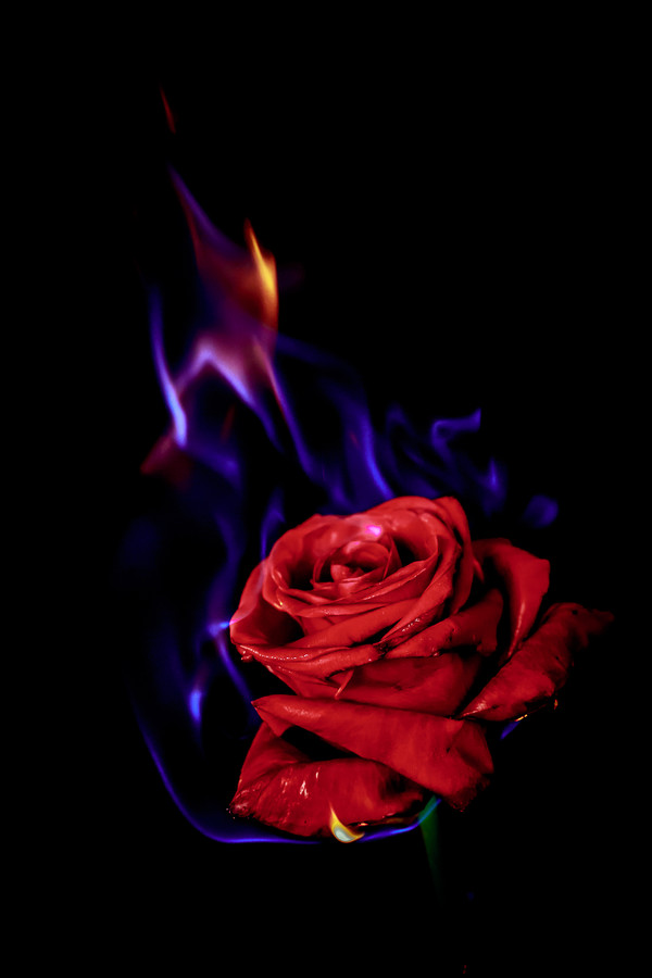 Роза огонь фото