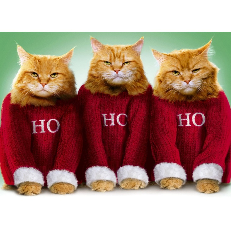 Фото Три рыжих кота одеты под стать деду морозу, с надписью на свитерах HO / эй
