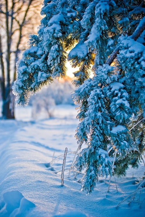 Пушистая ветка ели в голубом снегу, сквозь нее видно солнце