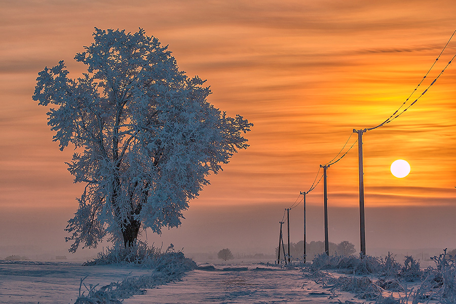  Одинокое дерево, покрытое густым слоем инея, стоящее на обочине занесенной снегом дороги, на другой обочине дороги стоят столбы с линиями электропередач на фоне заката