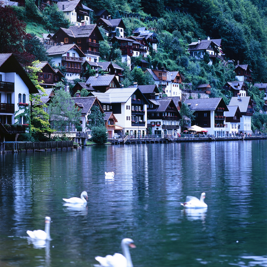 Фото Белые лебеди, плавающие в пруду райского городка Гальштат, Австрия / Hallstatt, Austria