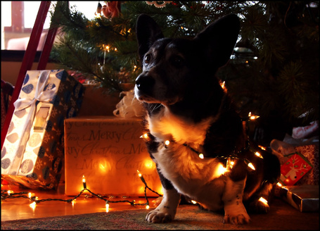 Фото Собака породы вельш-корги сидит у елки, укутанная в гирлянды