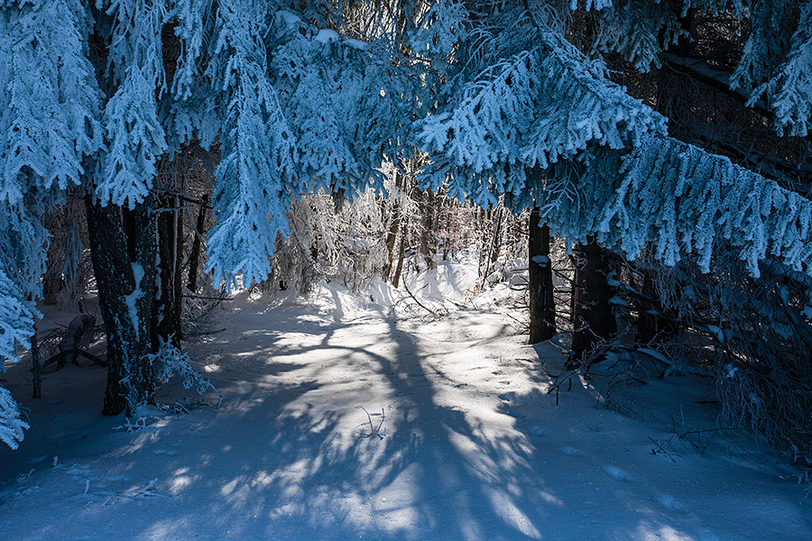  Деревья, покрытые густым слоем инея, освещены солнечными лучами, автор Igor Sirbu
