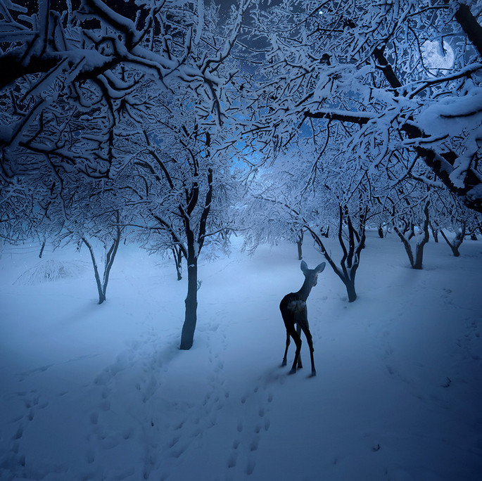 Олененок стоит, обернувшись, в зимнем лесу
